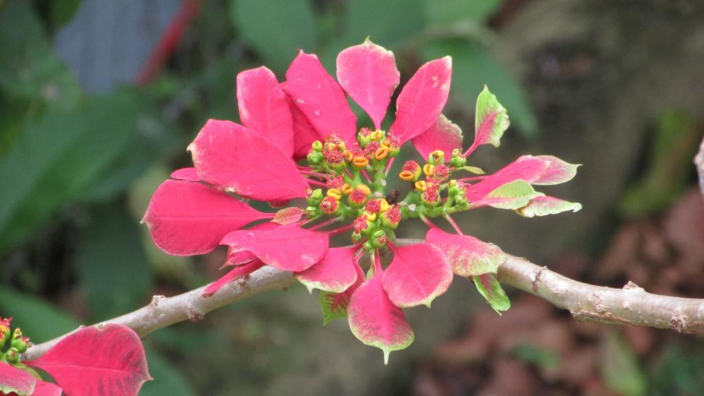 Pousada Laranja Lima Praia do Rosa Dış mekan fotoğraf